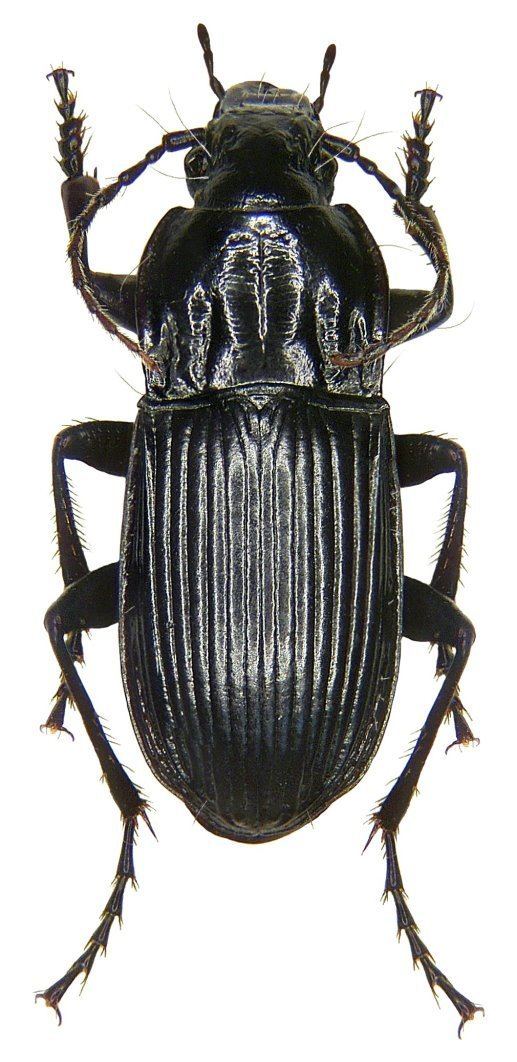 Abax (genus) carabidaeorgcarabidaeAbax20Abax20parallelepip
