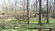 Abbey Wood SSSI httpsuploadwikimediaorgwikipediacommonsthu