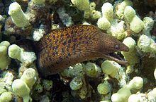 Abbott's moray eel httpsuploadwikimediaorgwikipediacommonsthu