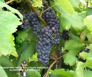 Abbuoto Cecubo Wine Information