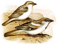 Abd al-Kuri sparrow httpsuploadwikimediaorgwikipediacommonsthu