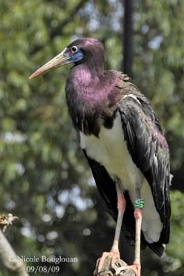 Abdim's stork Abdim39s Stork