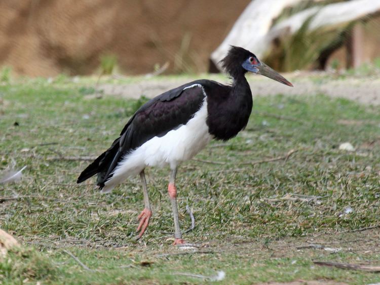 Abdim's stork Abdim39s Stork Ciconia abdimii Hotspot Birding