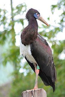Abdim's stork httpsuploadwikimediaorgwikipediacommonsthu