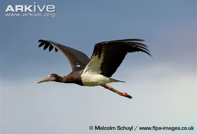 Abdim's stork Abdim39s stork photos Ciconia abdimii ARKive