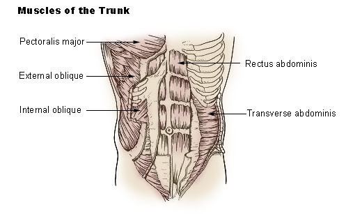 Abdominal external oblique muscle