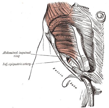 Abdominal fascia - Alchetron, The Free Social Encyclopedia