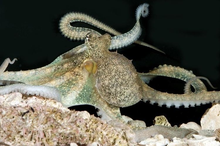 Abdopus aculeatus Mating Octopus Abdopusaculeatus