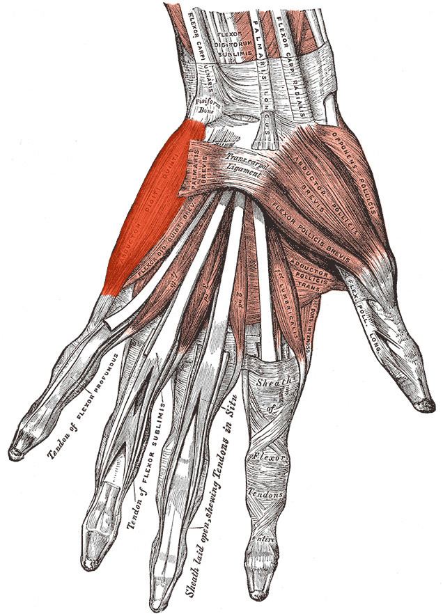 Abductor digiti minimi muscle of hand