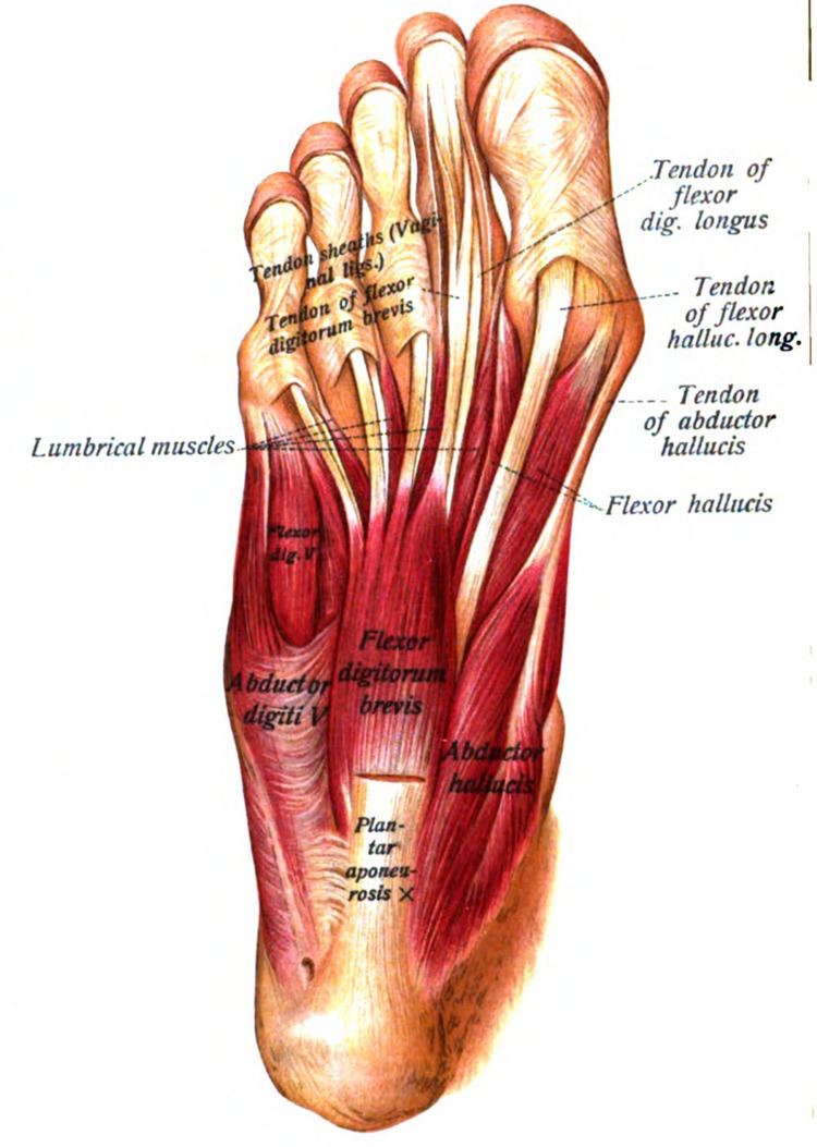Abductor hallucis muscle