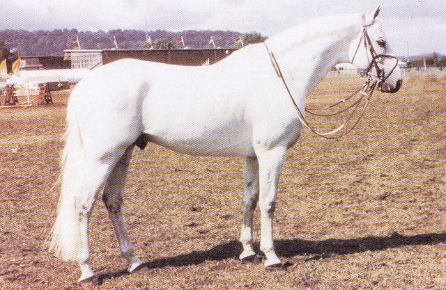 Abdullah (horse) Telos Farm