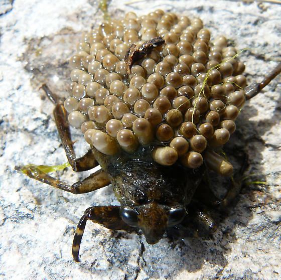 Abedus Giant Water Bug Abedus herberti BugGuideNet