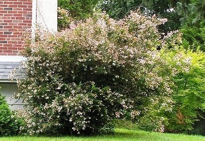Abelia chinensis Abelia chinensis Plantinfo EVERYTHING and ANYTHING about plants