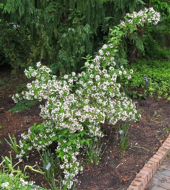 Abelia mosanensis Learn2Grow