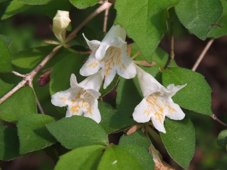 Abelia spathulata httpsuploadwikimediaorgwikipediacommonsbb