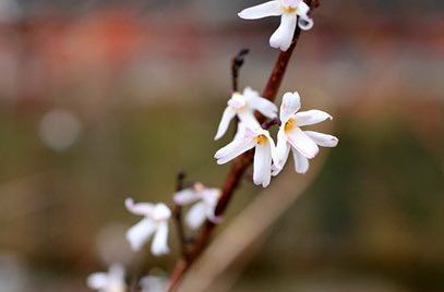 Abeliophyllum Abeliophyllum distichum white forsythiaRHS Gardening