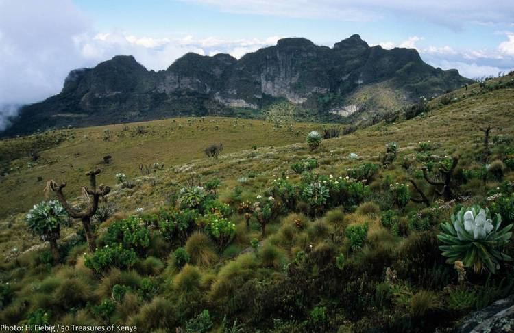 Aberdare Range www50treasuresofkenyaorguploadsimagesGallery