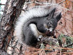 Abert's squirrel httpsuploadwikimediaorgwikipediacommonsthu