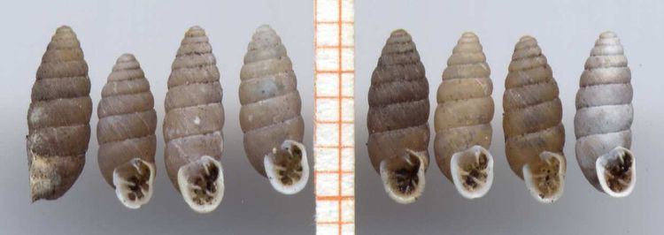 Abida (gastropod)