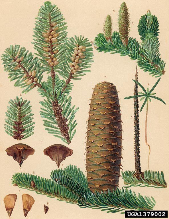 Abies alba Abies alba Health effects and herbal facts