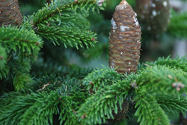 Abies alba Essential Oil Abies Alba RocketRobinca