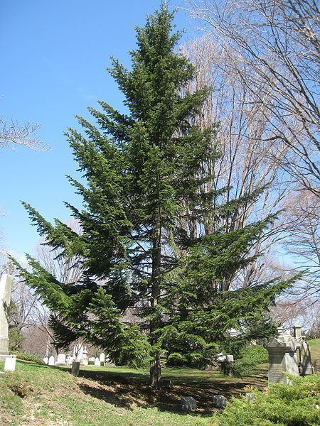 Abies alba Abies alba Hortipedia