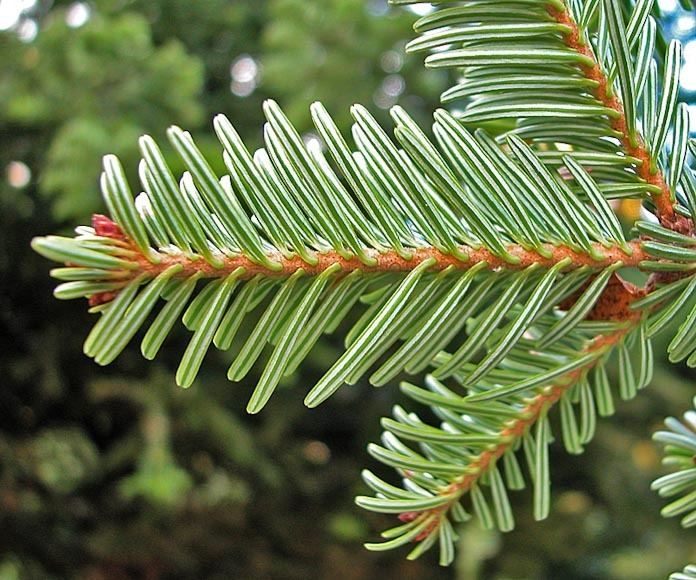 Abies alba Abies alba European silver fir description