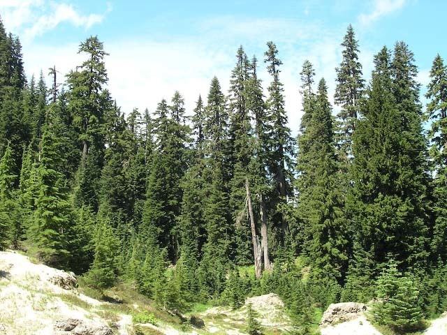 Abies amabilis Abies amabilis Pacific silver fir description