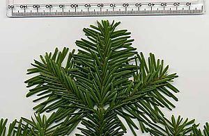 Abies amabilis Abies amabilis Wikipedia