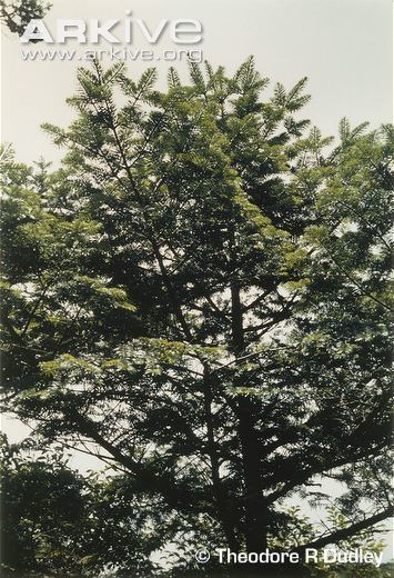 Abies beshanzuensis Baishan fir photo Abies beshanzuensis G90153 ARKive