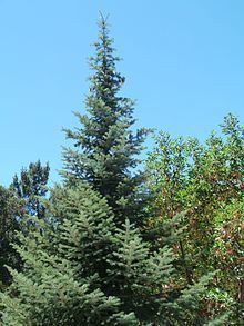 Abies bracteata Abies bracteata Wikipedia la enciclopedia libre