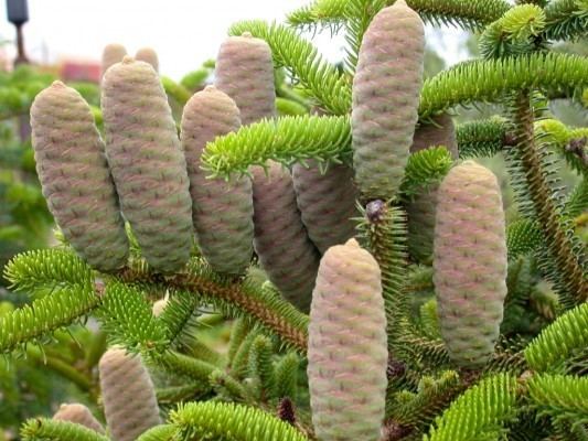Abies cephalonica Abies cephalonica Meyer39s Dwarf Conifer Record