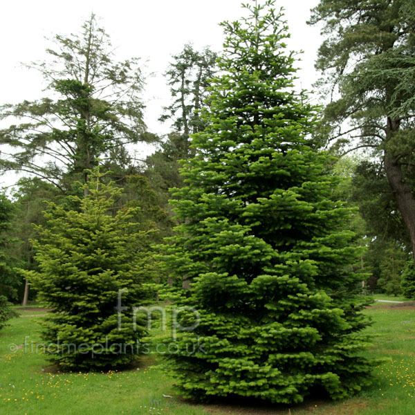 Abies cephalonica Abies cephalonica Information Pictures amp Cultivation Tips