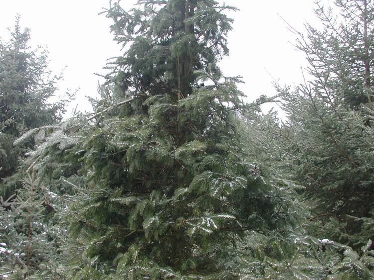 Abies chensiensis Index of renClment Anthoine Visit in Jamioulx 2006