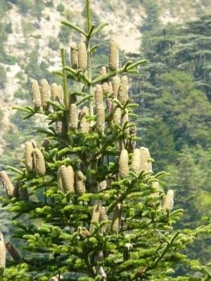 Abies cilicica Abies cilicica Conifer Record