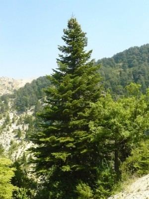 Abies cilicica Abies cilicica Conifer Record