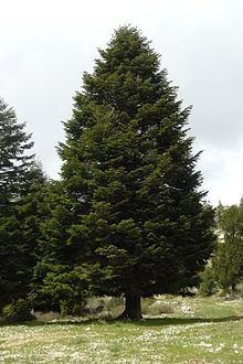 Abies cilicica httpsuploadwikimediaorgwikipediacommonsthu