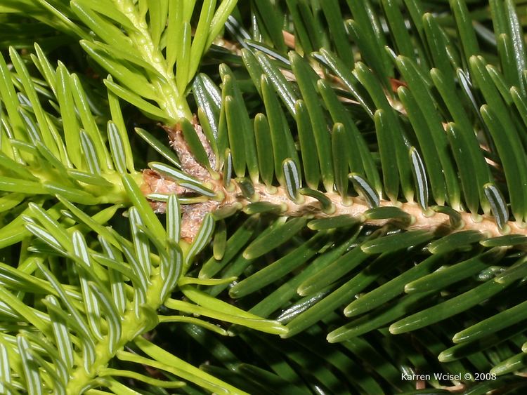 Abies cilicica Abies cilicica Cilician fir