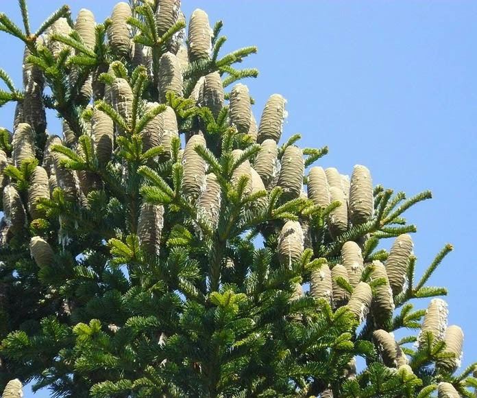 Abies cilicica Abies cilicica EUFORGEN European forest genetic resources programme