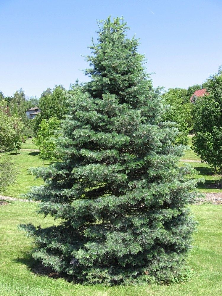 Abies concolor Abies concolor Wikimedia Commons