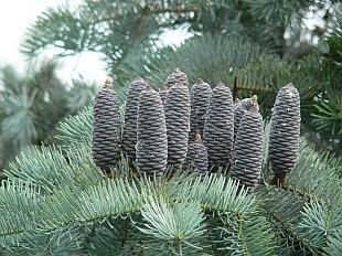 Abies concolor White Fir 39Blue Form39 abies concolor glauca