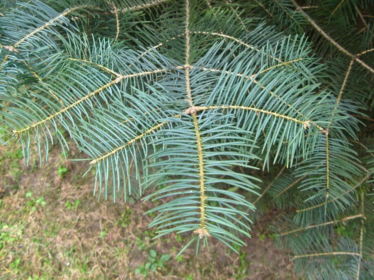 Abies concolor Abies concolor Wikimedia Commons