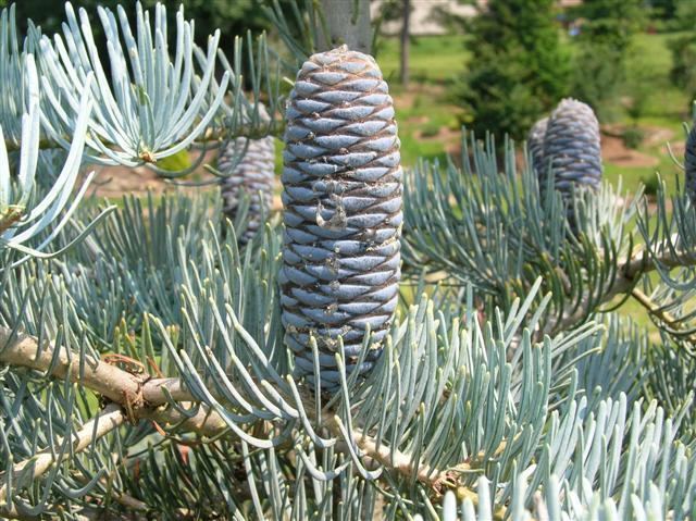 Abies concolor Silver white fir Abies concolor 39Candicans39 Evergreens