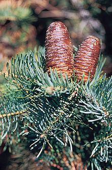 Abies concolor httpsuploadwikimediaorgwikipediacommonsthu