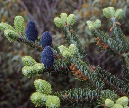 Abies delavayi Abies delavayi