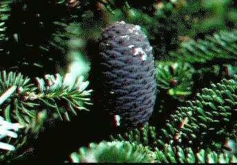 Abies fargesii Abies fargesii Conifer Record