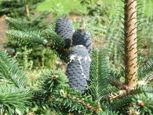 Abies forrestii Abies forrestii Conifer Record