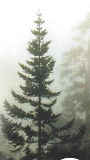 Abies guatemalensis httpsuploadwikimediaorgwikipediacommonsee