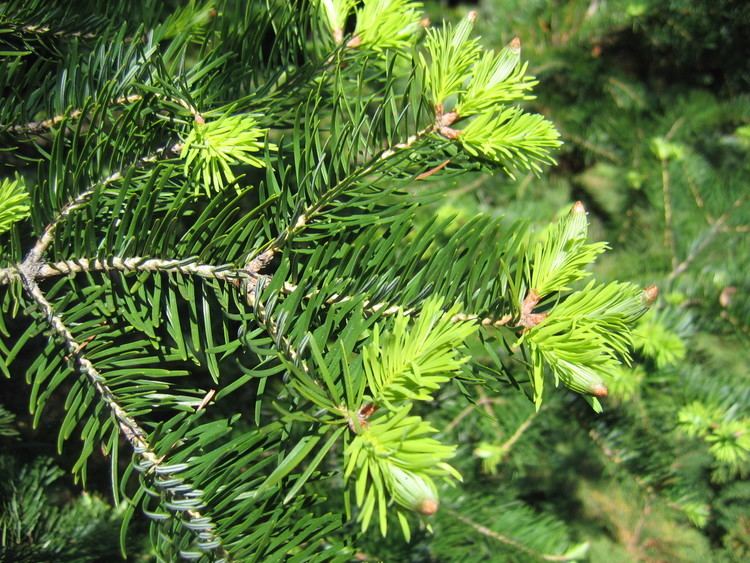 Abies holophylla - Alchetron, The Free Social Encyclopedia