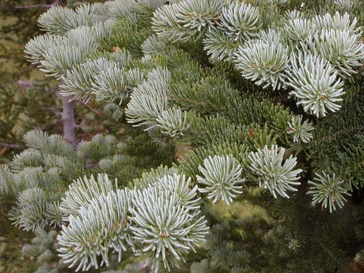 Abies Lasiocarpa - Alchetron, The Free Social Encyclopedia